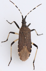 Dicranocephalus agilis