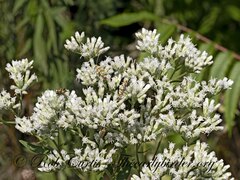 Eupatorieae