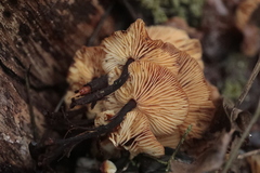 Flammulina