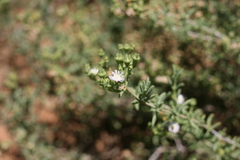 Delosperma testaceum