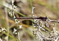Oxyagrion rubidum