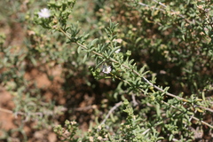 Delosperma testaceum