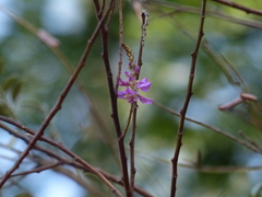 Indigofera cassioides
