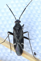 Cremnocephalus alpestris