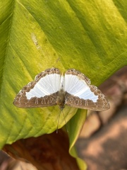 Lemoniadina