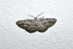 Phelotis cognata