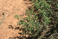 Delosperma testaceum