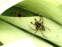 Anyphaena accentuata