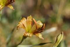Alstroemeria versicolor