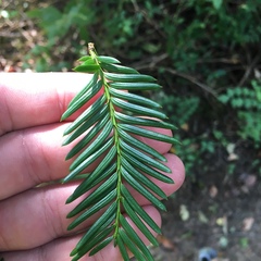 Taxus cuspidata
