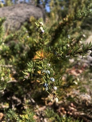 Berberis empetrifolia