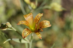 Alstroemeria versicolor