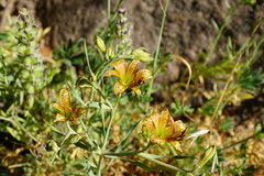 Alstroemeria versicolor