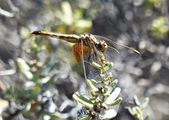 Erythrodiplax corallina