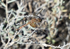 Erythrodiplax corallina