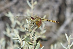 Erythrodiplax corallina