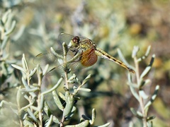 Erythrodiplax corallina