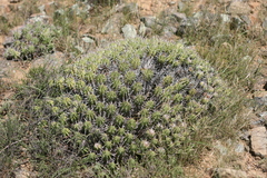Euphorbia ferox