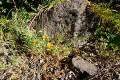 Alstroemeria versicolor