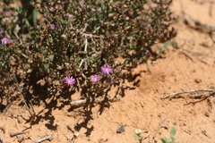 Delosperma robustum