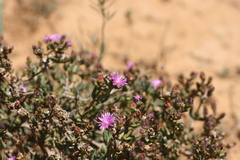 Delosperma robustum