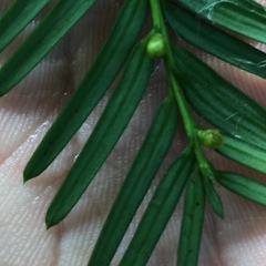Taxus cuspidata