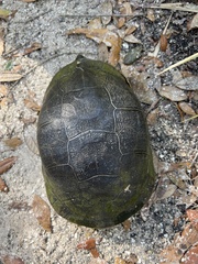 Deirochelys reticularia