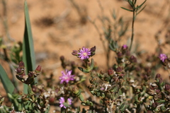 Delosperma robustum