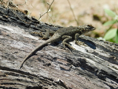 Sceloporus spinosus