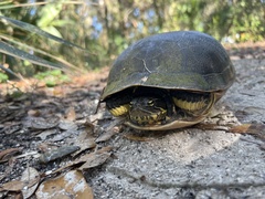 Deirochelys reticularia