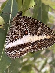 Dasyophthalma rusina