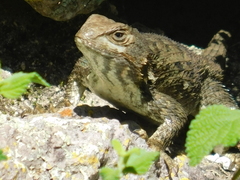 Sceloporus spinosus