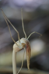 Arachnitis uniflora