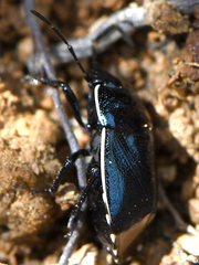 Canthophorus