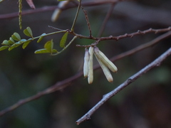 Indigofera cassioides