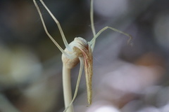 Arachnitis uniflora