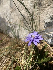 Perezia pedicularidifolia