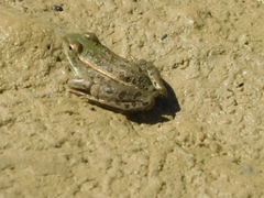 Lithobates berlandieri