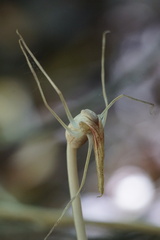 Arachnitis uniflora