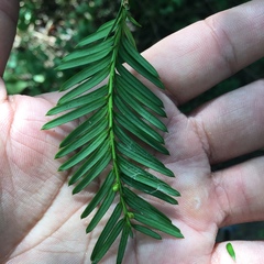 Taxus cuspidata