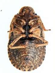 Sciocoris