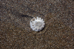 Crucibulum concameratum