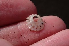 Crucibulum concameratum