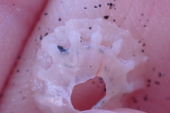 Crucibulum concameratum