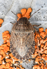 Sciocoris