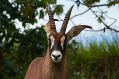 Hippotragus equinus equinus