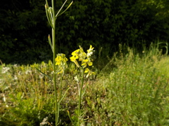 Erysimum canescens