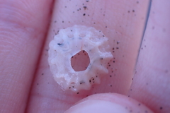 Crucibulum concameratum