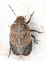 Sciocoris