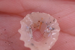 Crucibulum concameratum